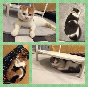 猫カフェが近くに！！