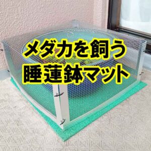 メダカを飼っている睡蓮鉢に安全ふわゴムシートを使ってみました