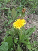 ゴムがタンポポから採れるだとぉ！！？？信じられないことを語りだすシャチョー！！