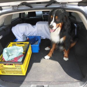 大型犬（35kg）を車に乗せて出かける際の汚れ防止と滑り止め