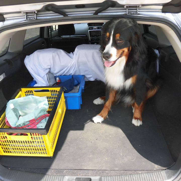 大型犬（35kg）を車に乗せて出かける際の汚れ防止と滑り止め